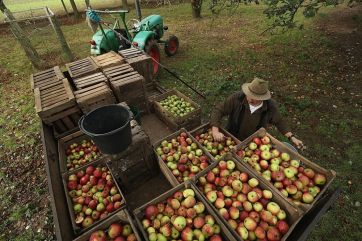 Российских яблок в ближайшие два-три года станет меньше